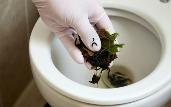 vers noirs dans les toilettes