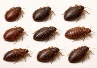 Les différentes formes de la coquille d’une punaise de lit morte : guide d’identification Les différentes formes de la coquille d’une punaise de lit morte : guide d’identification